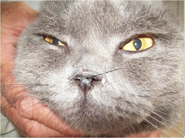 Токсоплазмоз у кошек | ветпрактика
