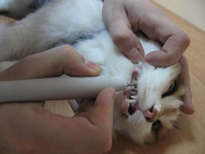 Лакомства для чистки зубов кошек