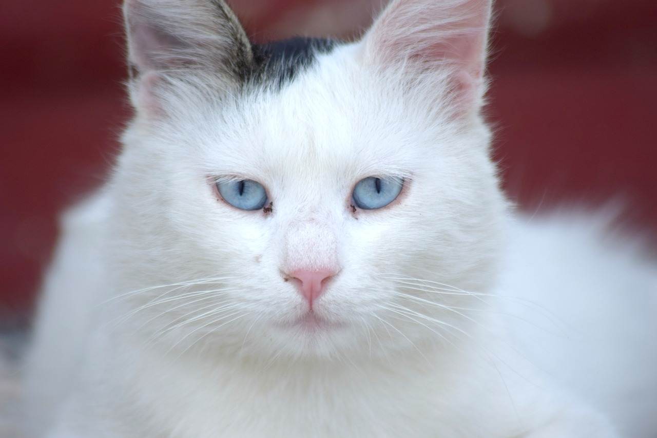 Глухие белые кошки