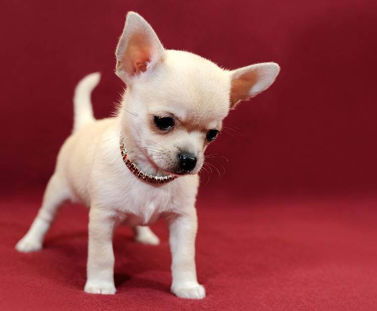 Собачка породы чихуахуа: особенности и фото уникальных мини-собак