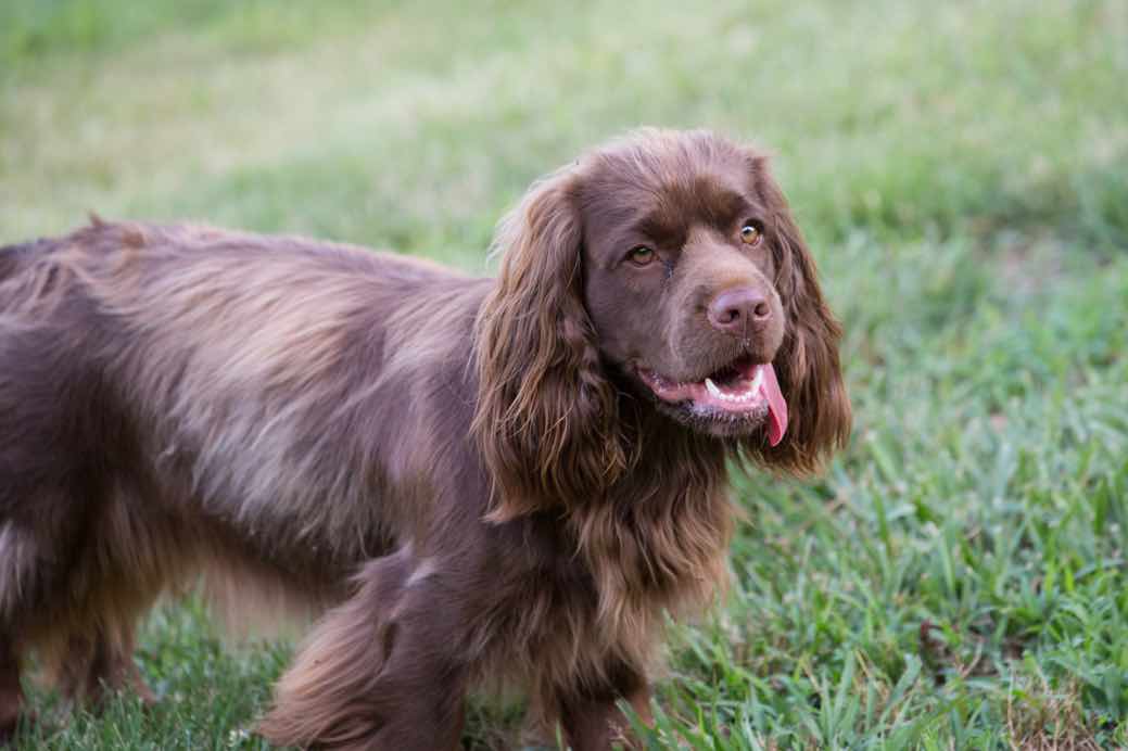 Суссекс-спаниель: характеристики породы собаки, фото, характер, правила ухода и содержания - petstory