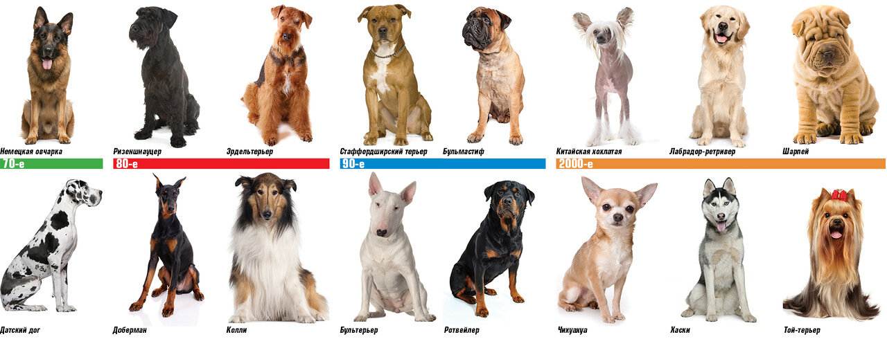 Самые дорогие собаки в мире — субъективный рейтинг | pet7