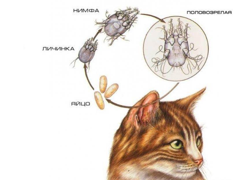 Как почистить уши кошке, коту, котенку в домашних условиях, ушной клещ (отодекоз) - симптомы, лечение