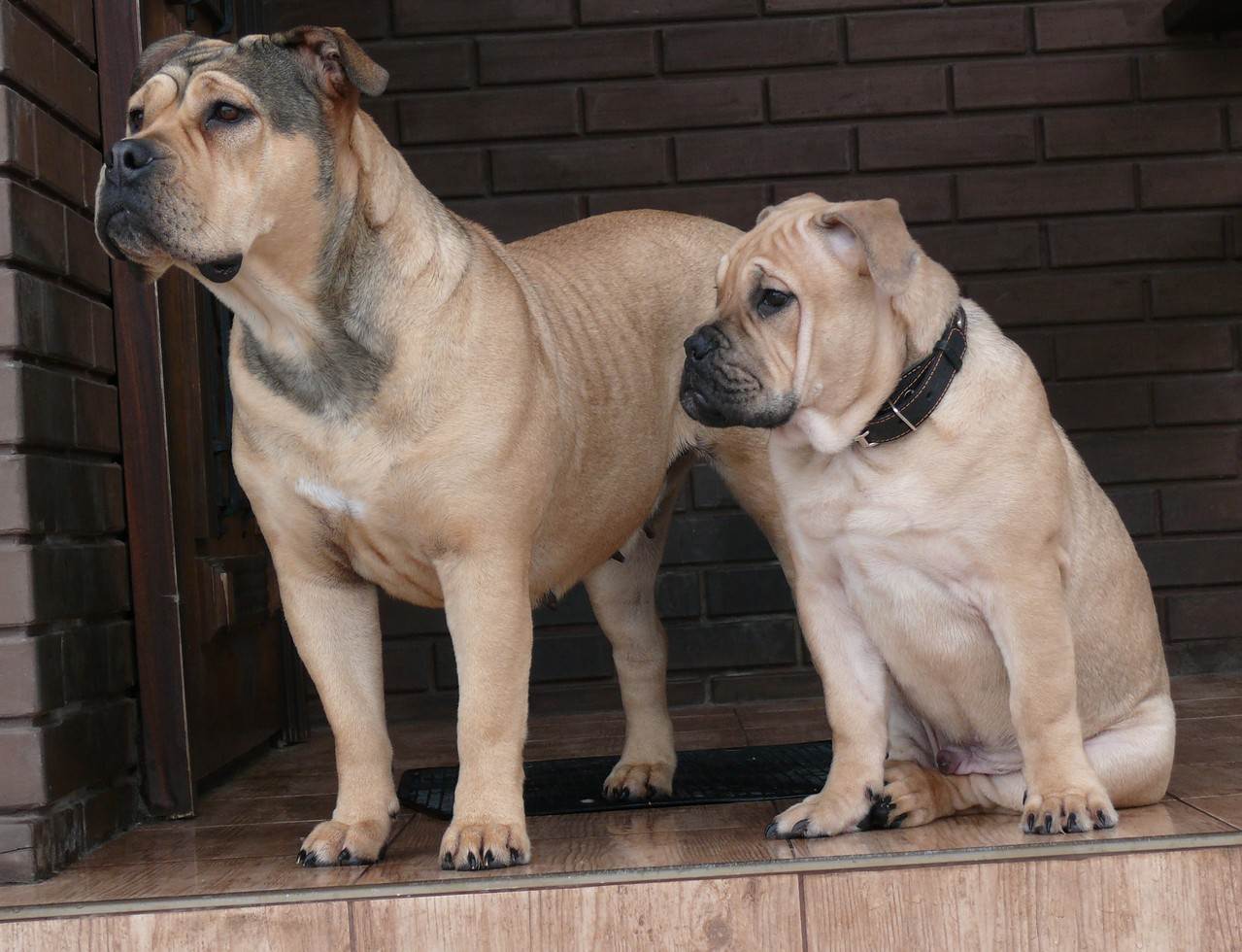 Ка-де-бо - майорский мастив: фото собак, описание породы, характеристика стандарта, особенности содержания и отзывы владельцевф
