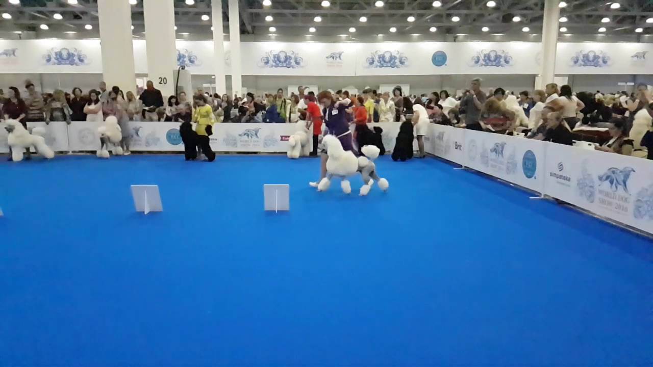 Чемпионат мира собак world dog show в 2019 году