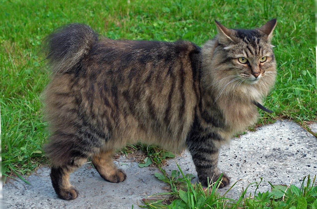 Курильский бобтейл или «кошка без хвоста». описание породы, фото