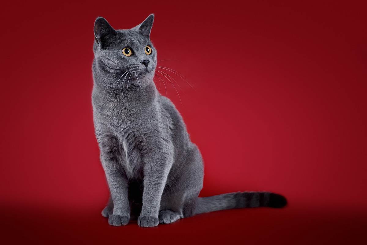 Ориентальная кошка: топ-200 фото, цена котенка, особенности породы, плюсы и минусы содержания, интересные факты о происхождении