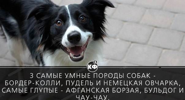 Самые уродливые собаки в мире • всезнаешь.ру
