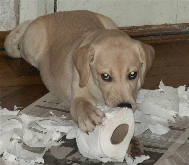 Как отучить собаку грызть мебель и вещи: эффективные методы и средства, чем можно обработать