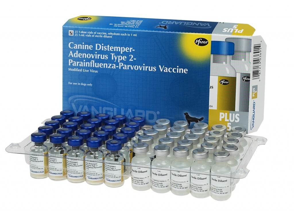 Вакцина вангард 7 (инструкция по применению для собак). зачем собакам делать прививку вангард 7? чем она отличается от других препаратов?