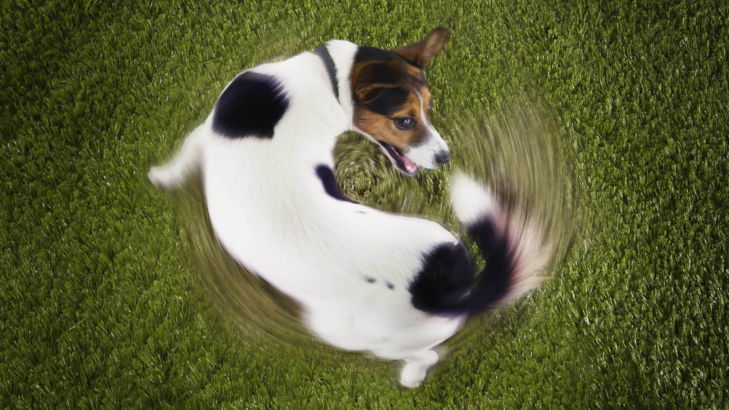 Собака бегает за хвостом: забавная выходка любимца или повод насторожиться | ваши питомцы