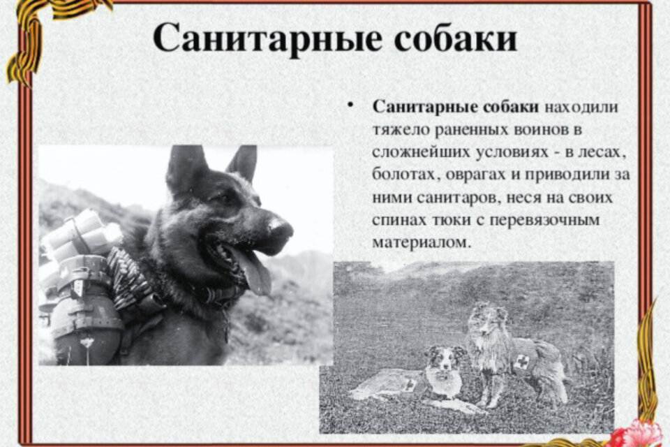 Собаки – участники великой отечественной войны. в период с 1939 по 1945 год было создано 168 отдельных воинских частей, использовавшие собак. - презентация