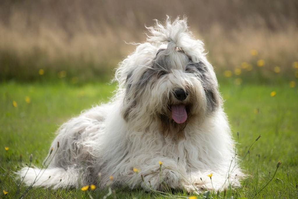 Собака бобтейл: требования к породе, описание и характер, отзывы владельцев