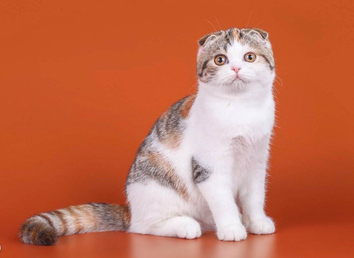 Шотландская вислоухая кошка: описание породы скоттиш фолд, характер и окрас котика, фото кота, кормление шотландца и уход за котёнком