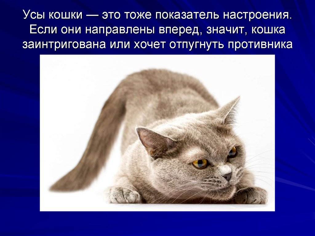Зачем кошке или коту усы: назначение вибриссов и их функции, расположение на теле, можно ли стричь усы кошке