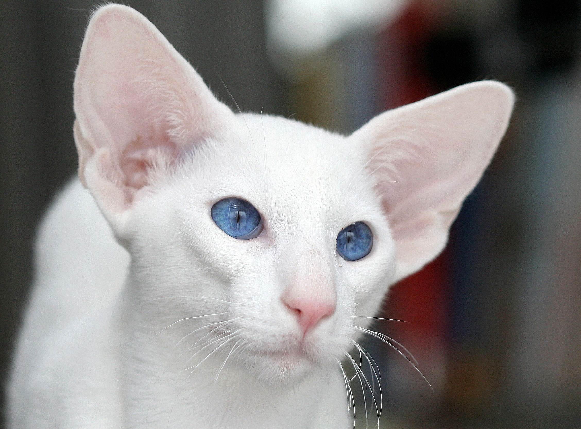 Кот с большими глазами: знаменитости и обзор пород