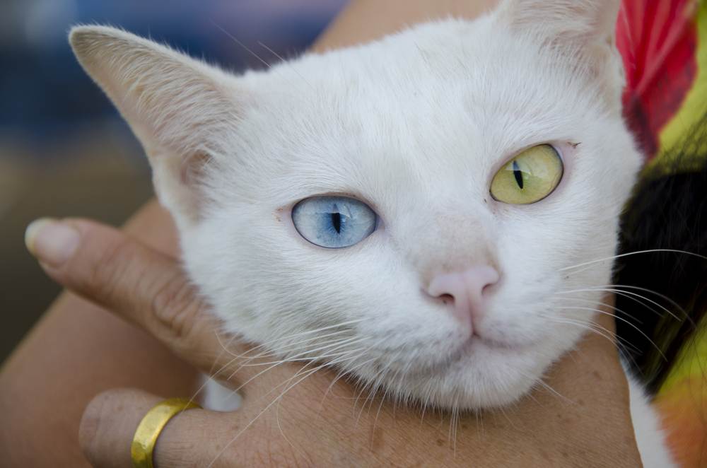 Белая кошка с голубыми глазами: фото и породы белоснежек