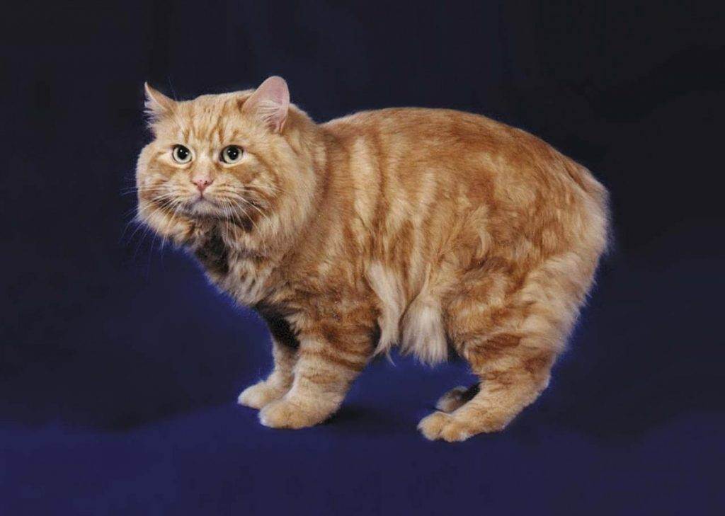 Мэнкс или мэнская кошка — описание пород котов