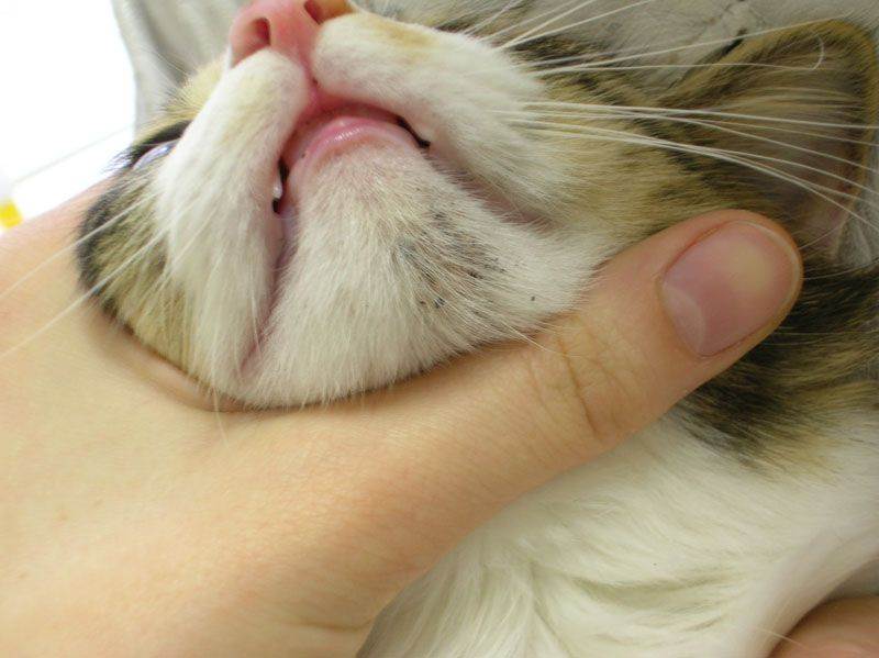 Акне у кошек на подбородке: причины появления + советы чем лечить