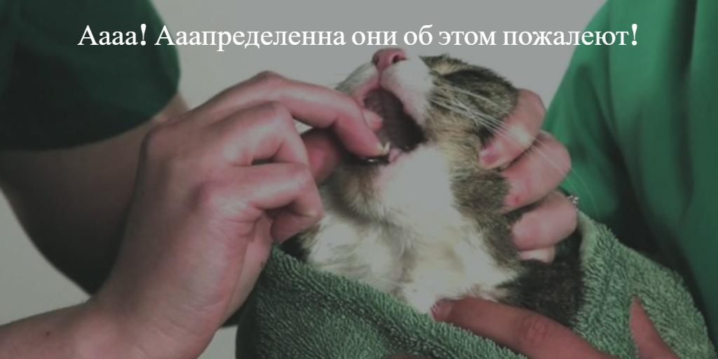 Как скормить коту лекарство  ???? лечение