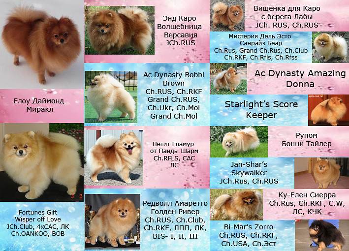 Клички для собак шпицев мальчиков и девочек | medeponim.ru