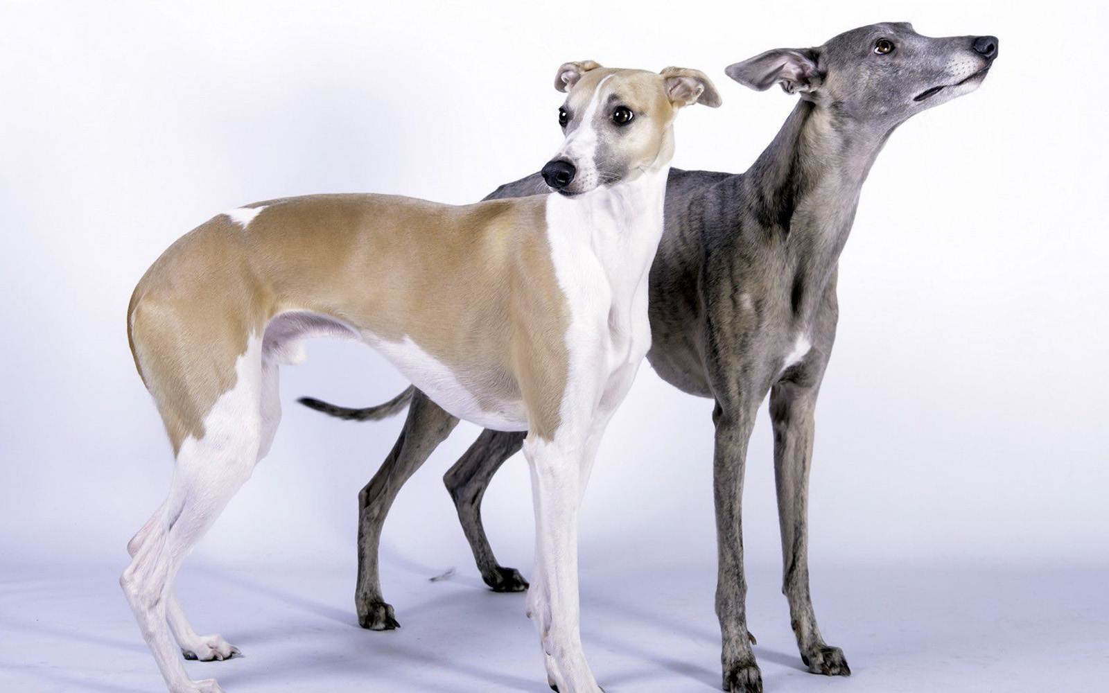Левретка: описание и характеристики породы, внешний вид и характер собаки