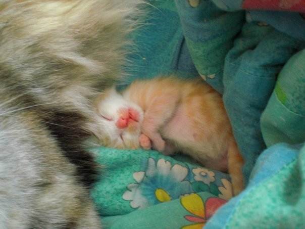 Интервал между котятами во время родов у кошек