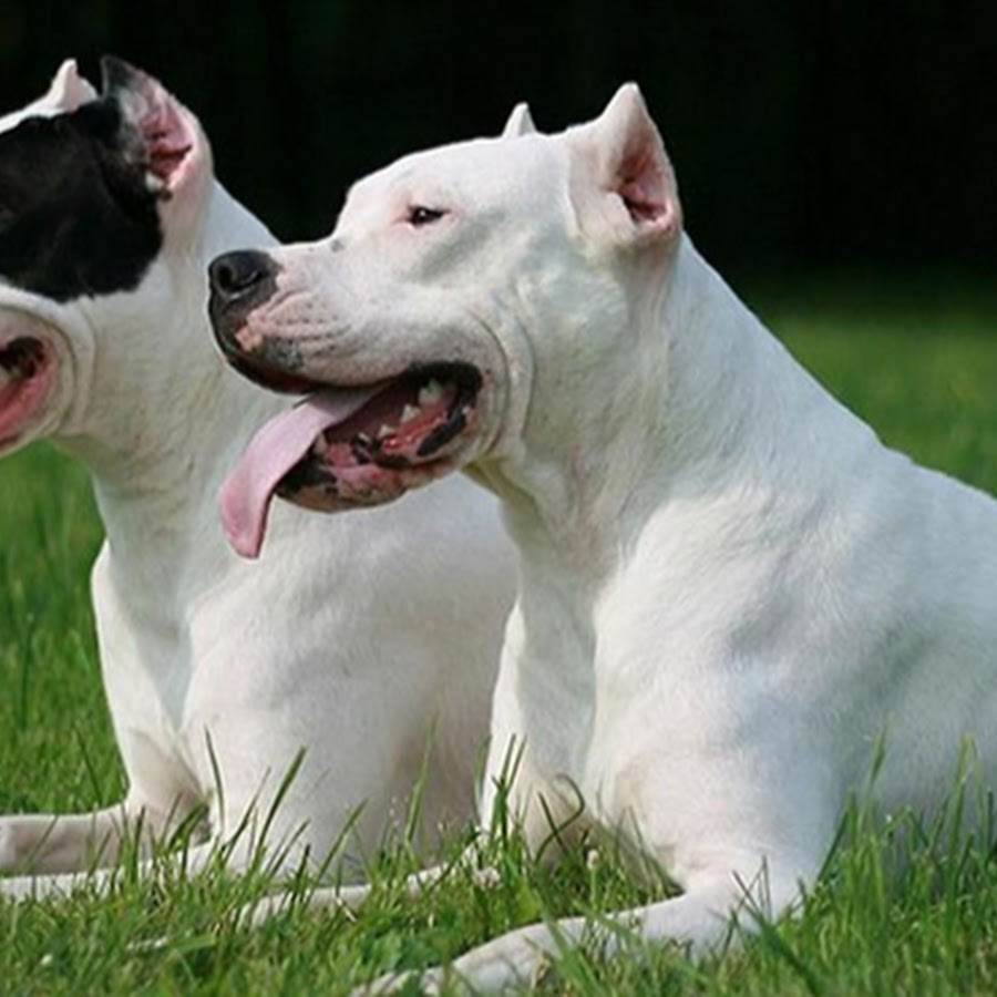Аргентинский дог — фото, описание породы собак, особенности характера