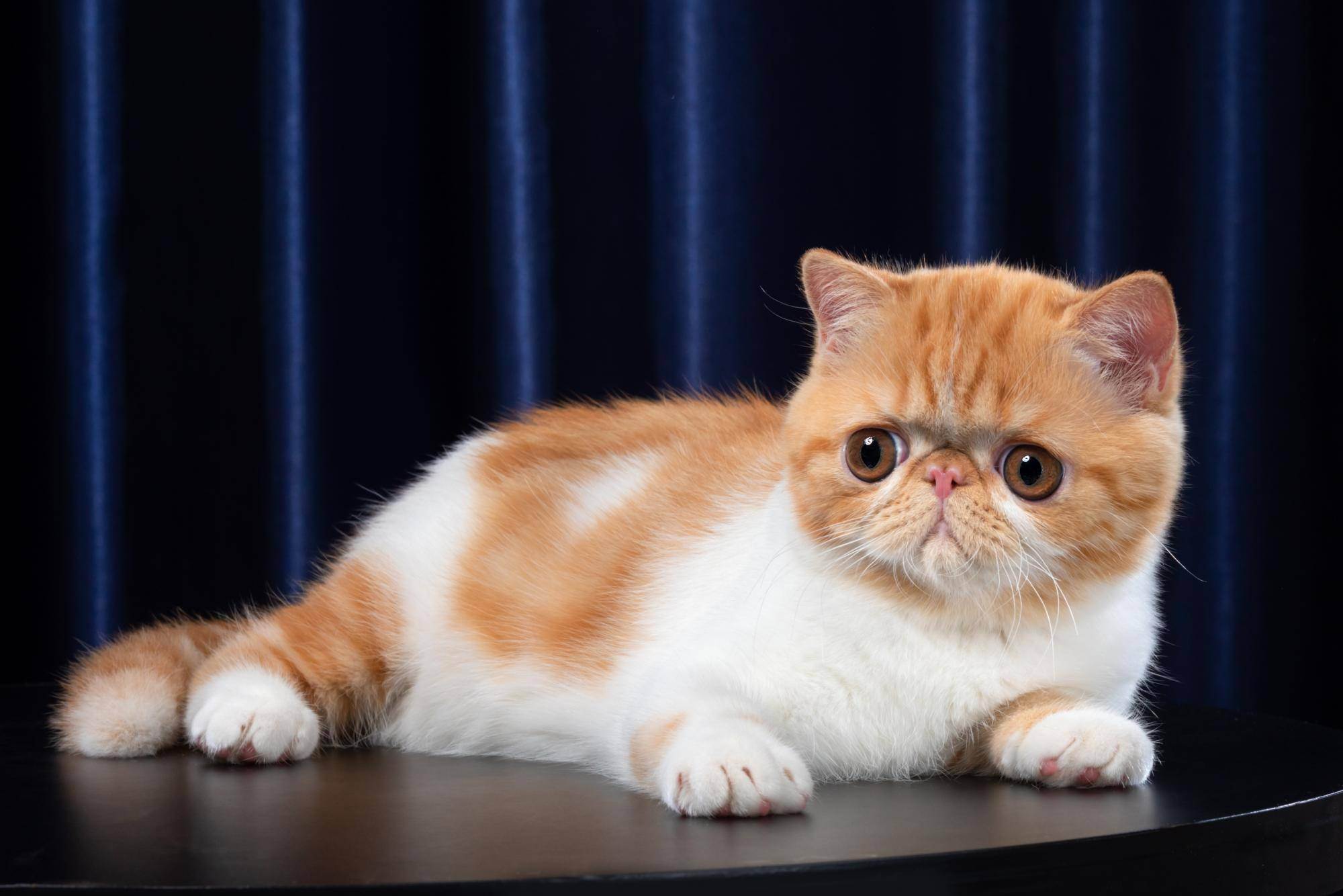 Самая очаровательная кошка – экзотическая короткошёрстная