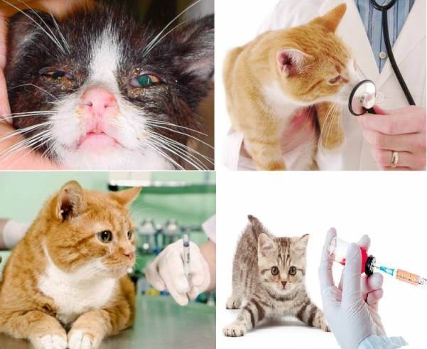 Токсоплазмоз у кошек: признаки, симптомы и лечение, анализы, прививка, чем опасен для человека
