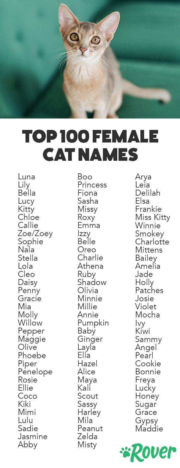 Как назвать серого котенка