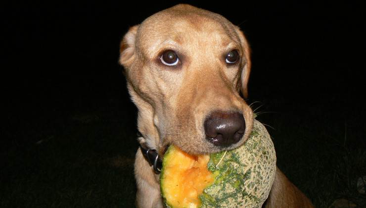Чем нельзя кормить собаку: 25 самых опасных продуктов