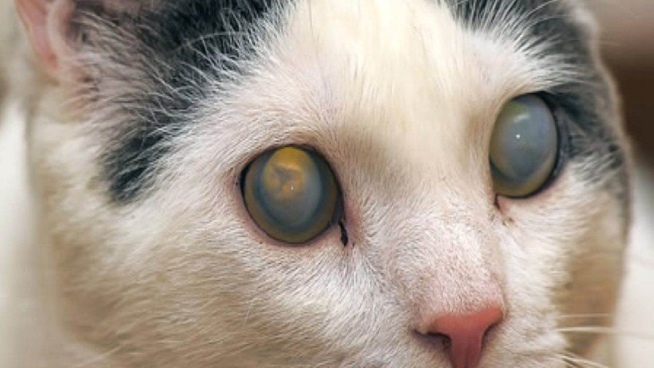 Катаракта у кошек, котов и собак: лечение и симптомы | фото
