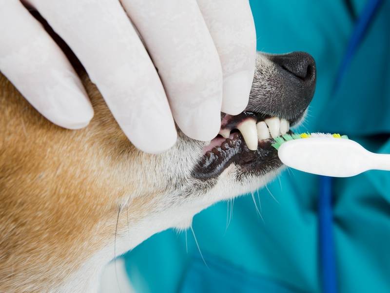 Как почистить собаке зубы в домашних условиях: чем чистить, советы