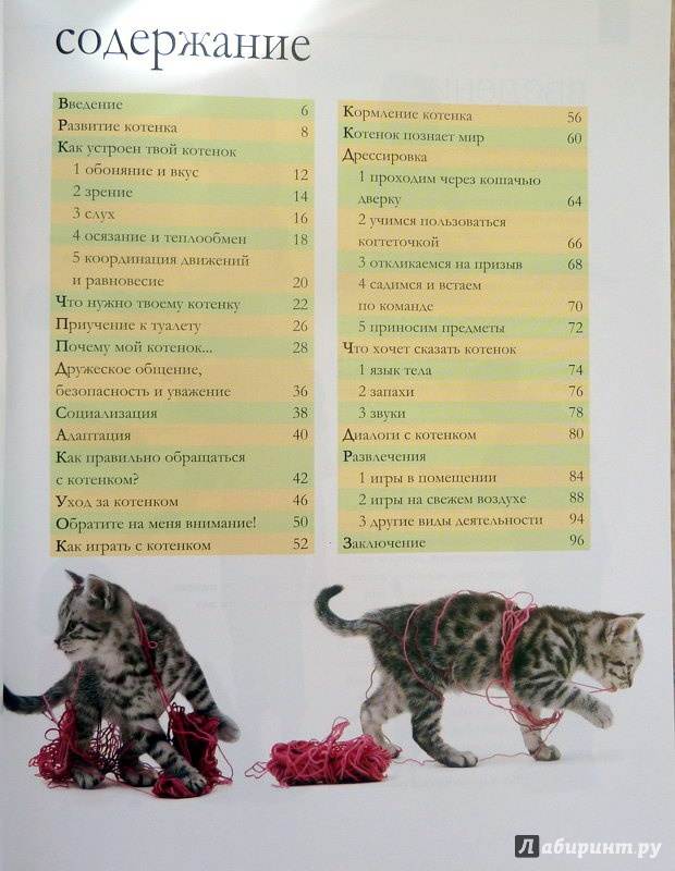 В каком возрасте лучше брать котенка разных пород домой: советы ветеринара