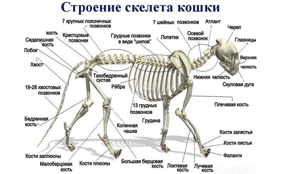 Подробное описание скелета кошек: анатомические особенности строения