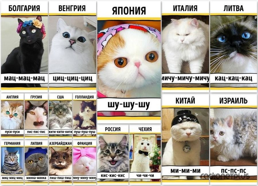 Отношение к кошкам в разных странах мира | блог ветклиники "беланта"