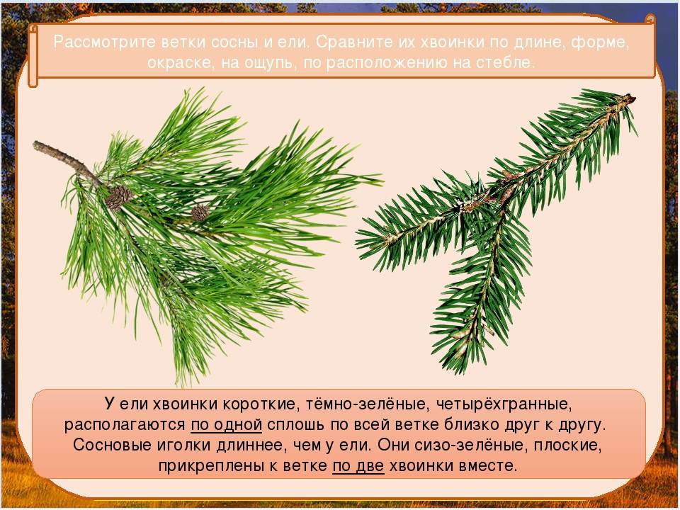 ✅ можно ли сосну кроликам. можно ли давать кроликам хвою? сосна и елка в рационе декоративного кролика - cvetochki-ulyanovsk.ru