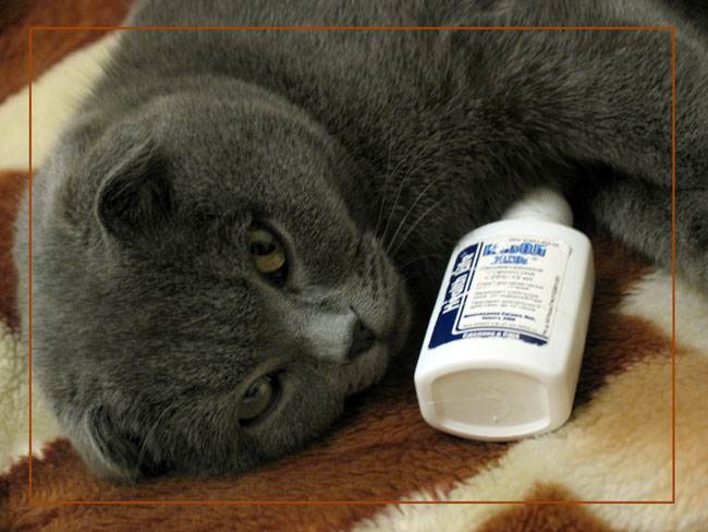 Насморк у кошки - симптомы, причины, способы лечения дома или в клинике.