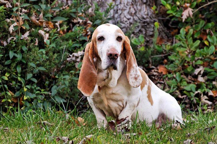 Бассет-хаунд — описание породы, характер собак, фото и видео