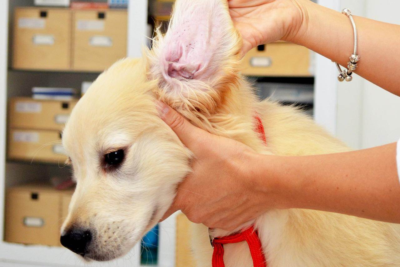 Отит у собаки: симптомы и лечение - ветеринарные клиники ситивет