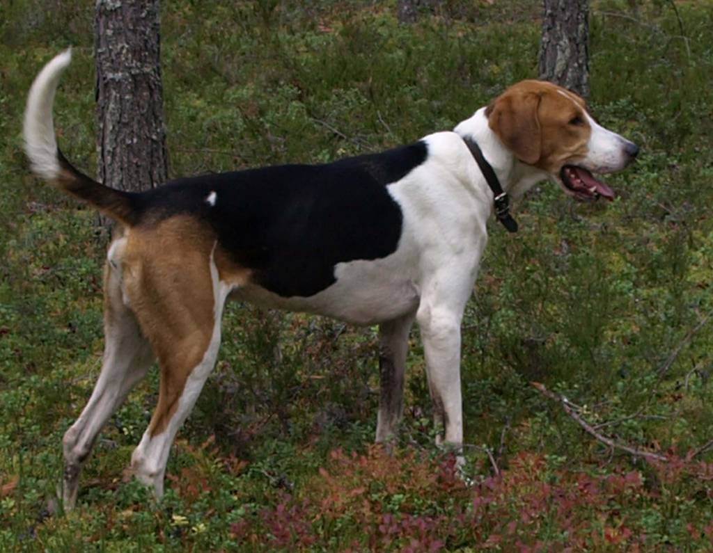 Породы охотничьих собак (с названиями и фотографиями) | все о собаках