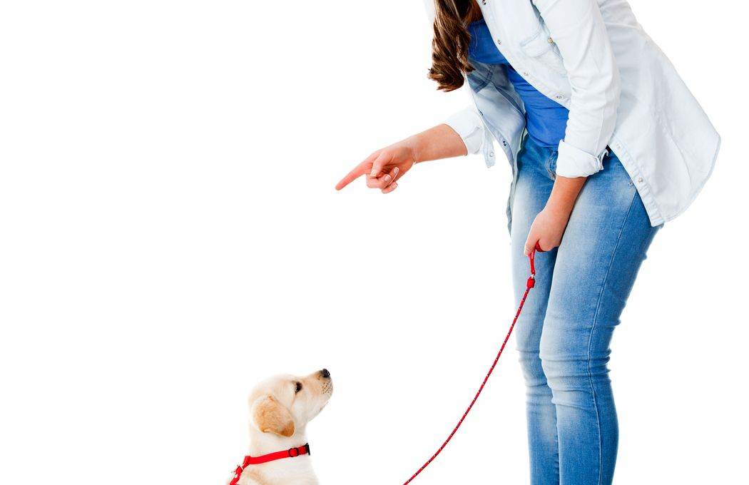 Как отучить собаку тянуть поводок: методы корректировки поведения | ваши питомцы