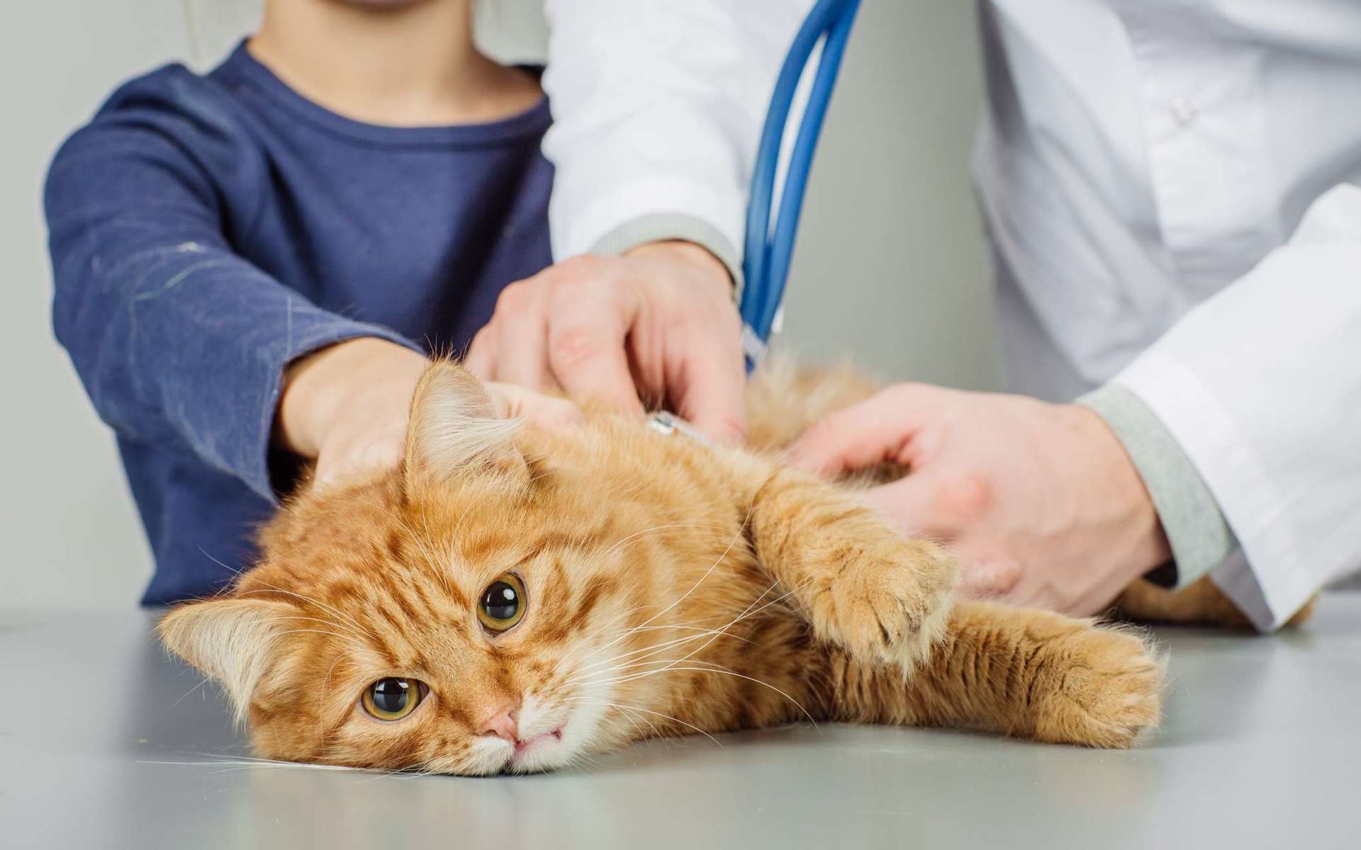 Кот отравился, что делать в домашних условиях – симптомы и лечение