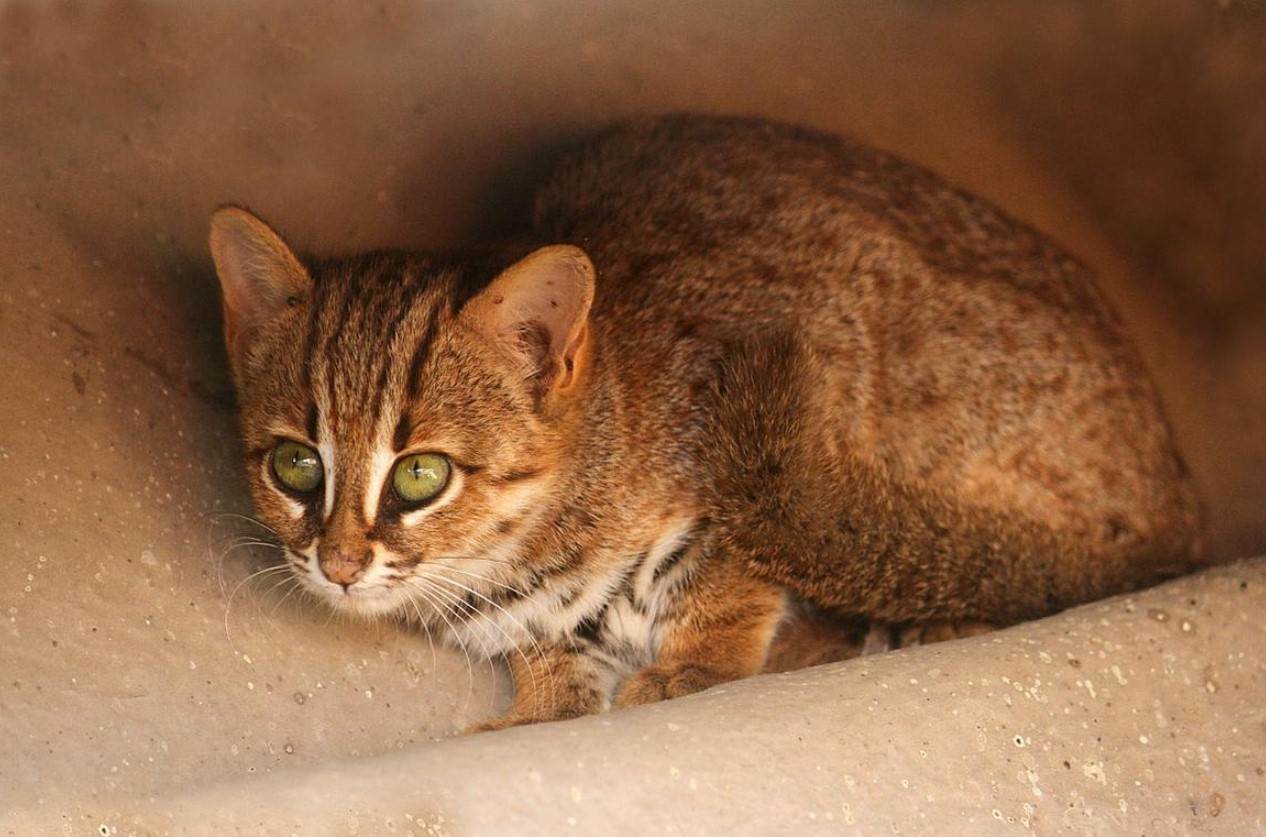 Ржавая (пятнисто-рыжая) кошка: фото, описание, размер, образ жизни