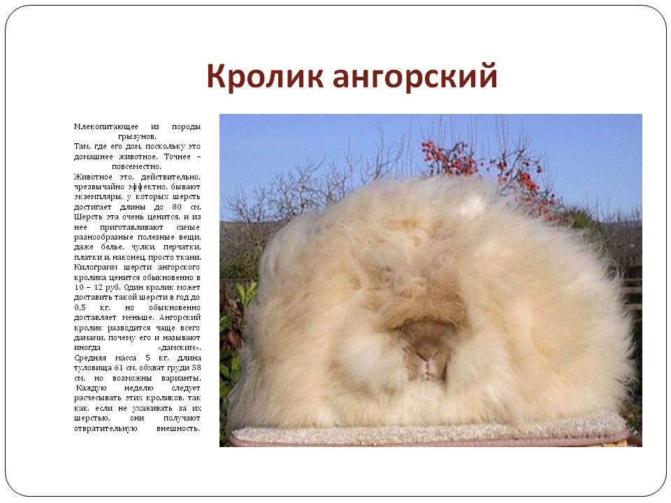 Ангорские кролики: описание породы, уход, цена