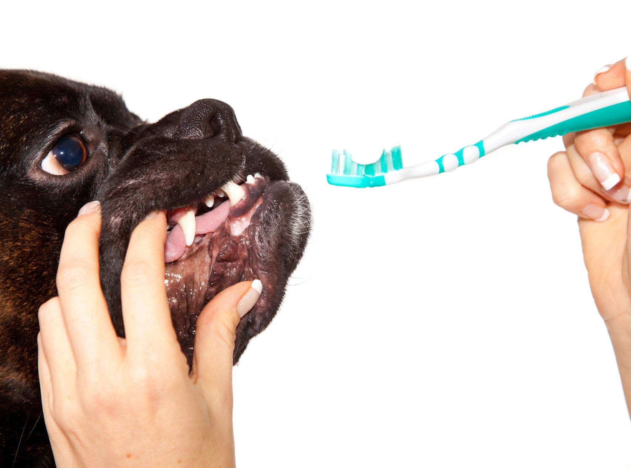 Нужно ли чистить зубы собаке
