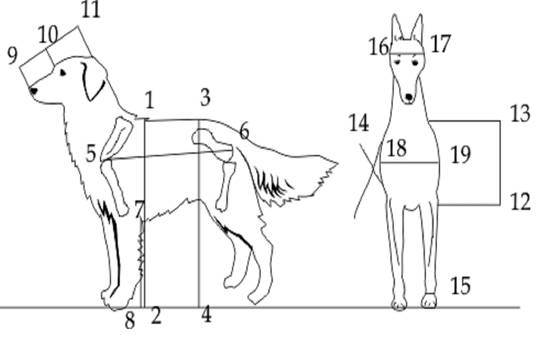 Холка у собаки: где она находится и как измерять рост питомца