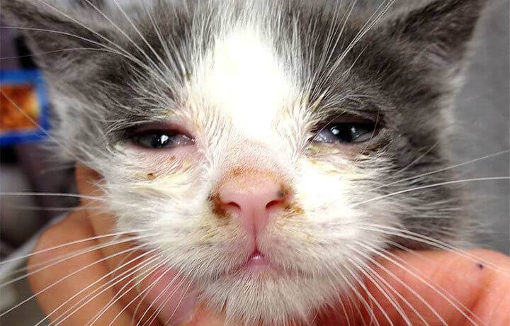 Хламидиоз у кошек: фото, симптомы, лечение, профилактика и вакцины