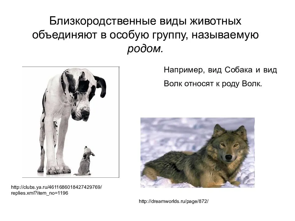 Что такое собака: понятие, классификация пород :: syl.ru